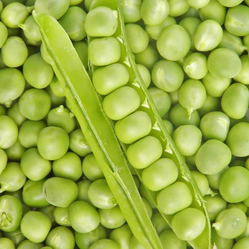 Pois ‘Petit Provençal’ ( Pisum sativum )