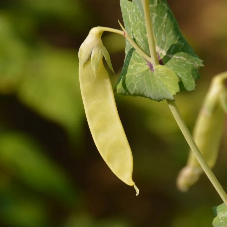 Pois ‘Golden Sweet’ ( Pisum sativum )