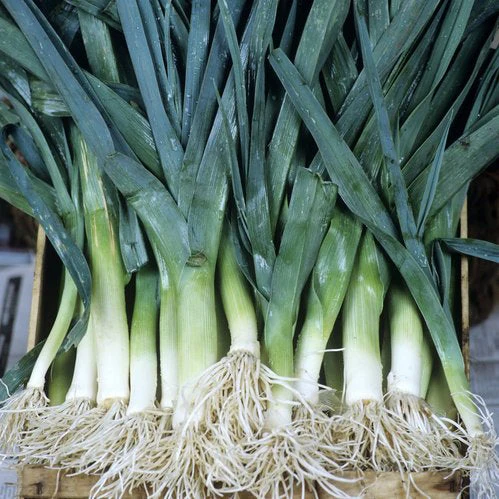Poireau ‘Bleu de Solaise’ ( Allium ampeloprasum var. porrum )