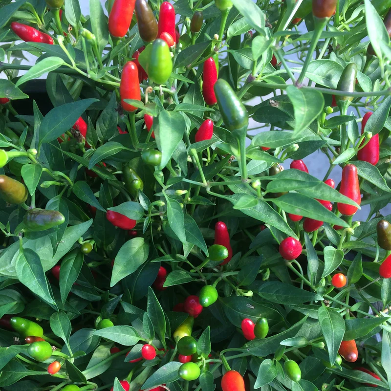 Piment fort ‘Thai Hot’ ( Capsicum annuum )