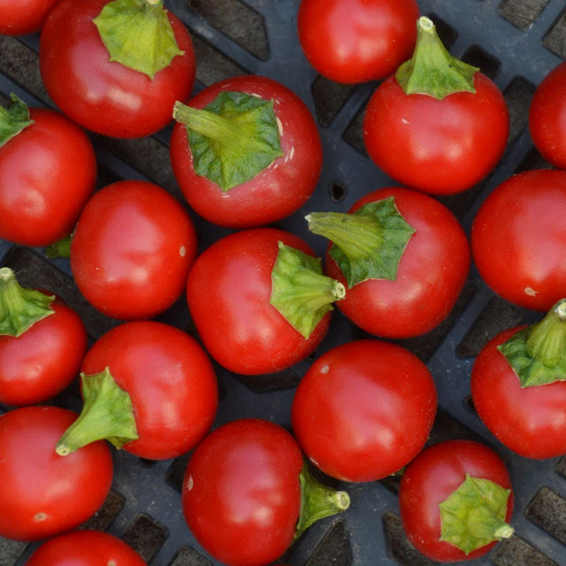 Piment fort ‘Szentesi Cherry’ ( Capsicum annuum )