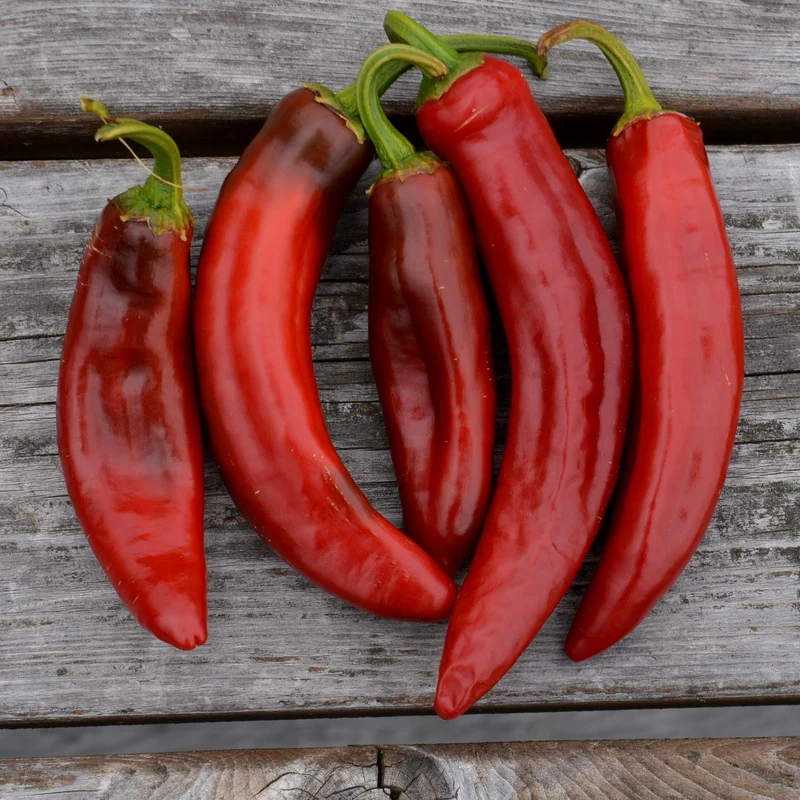 Piment fort ‘Paprika Hongrois’ ( Capsicum annuum )