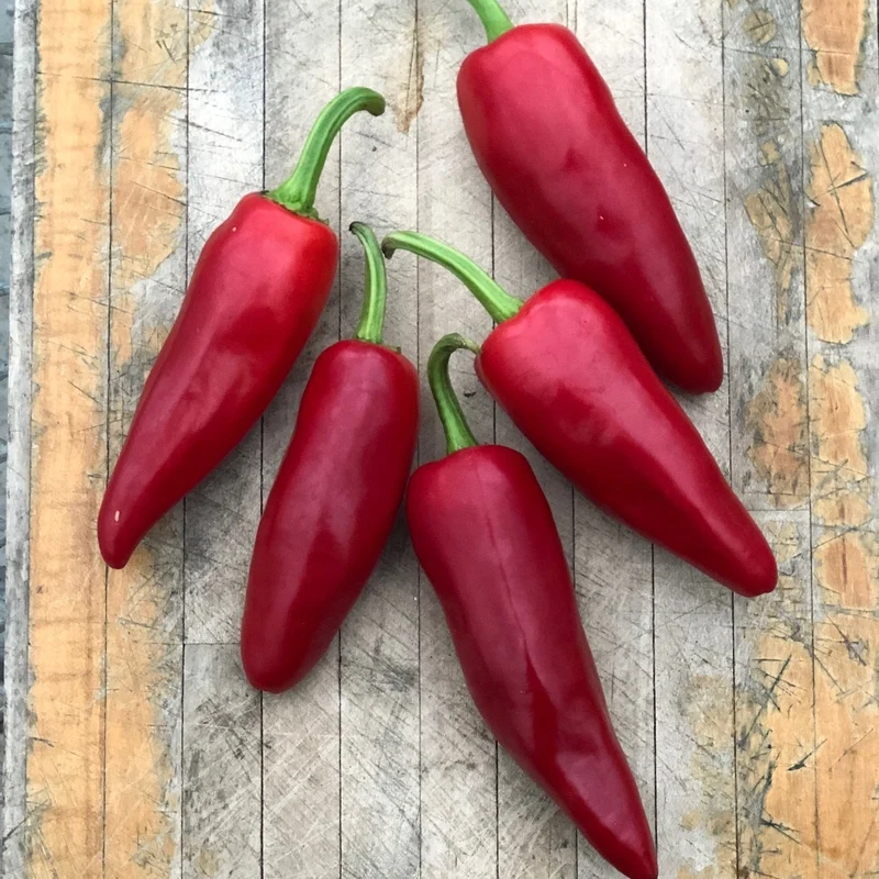 Piment fort ‘Gorria’ ( Capsicum annuum )