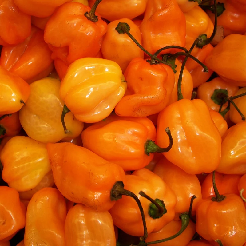 Piment fort ‘Habanero Orange’ ( Capsicum chinense )