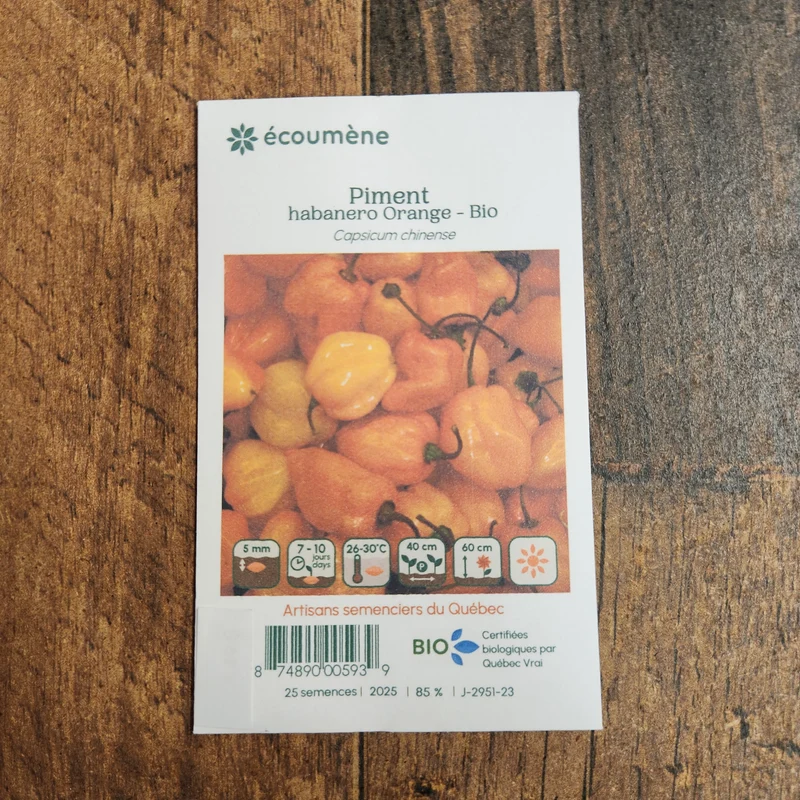 Piment fort ‘Habanero Orange’ ( Capsicum chinense )