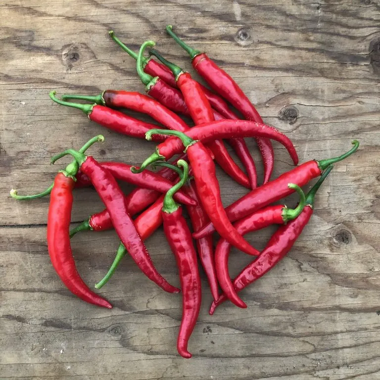Piment fort ‘Cayenne Ring of Fire’ ( Capsicum annuum )