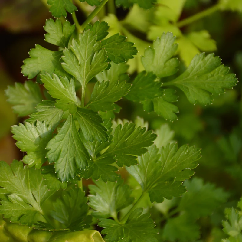Persil Italien ( Petroselinum crispum var. italicum )