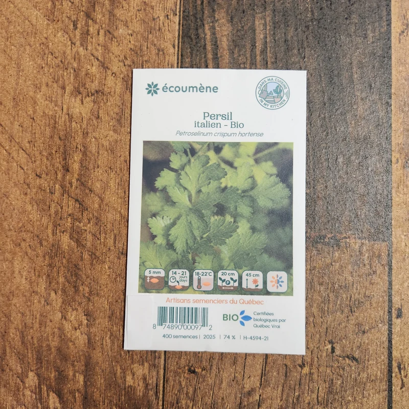 Persil Italien ( Petroselinum crispum var. italicum )