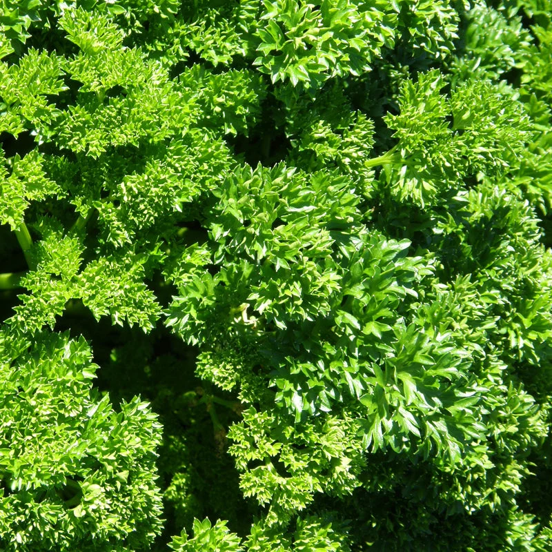 Persil frisé ( Petroselinum crispum )