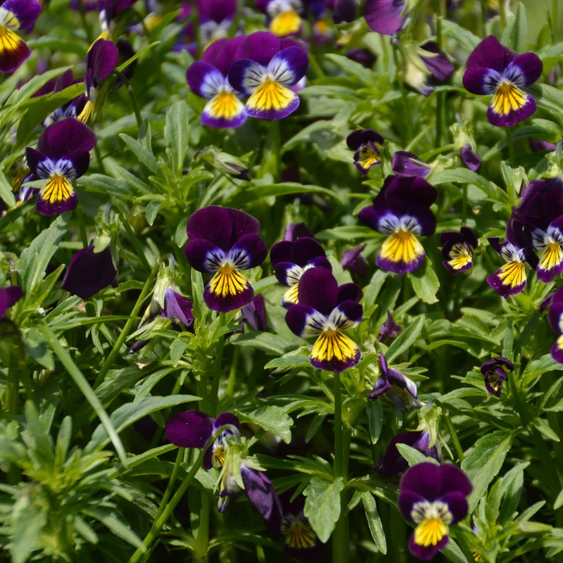 Pensée Sauvage ( Viola tricolor )