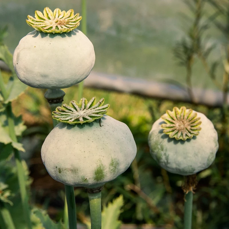 Pavot ‘Amphora’ ( Papaver somniferum )