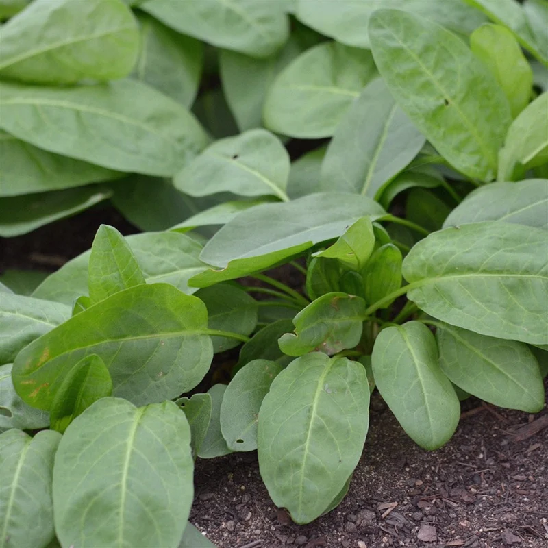 Oseille Épinard ( Rumex patientia )