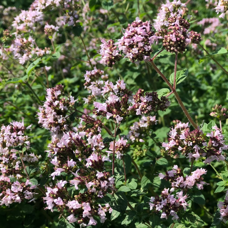 Origan commun ( Origanum vulgare )