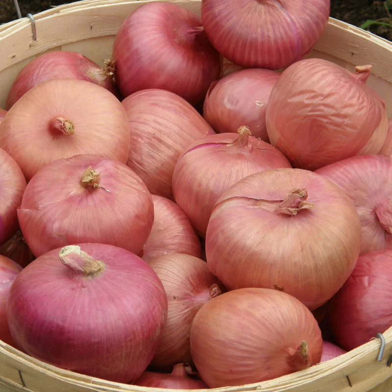 Oignon ‘Rossa di Milano’ ( Allium cepa )