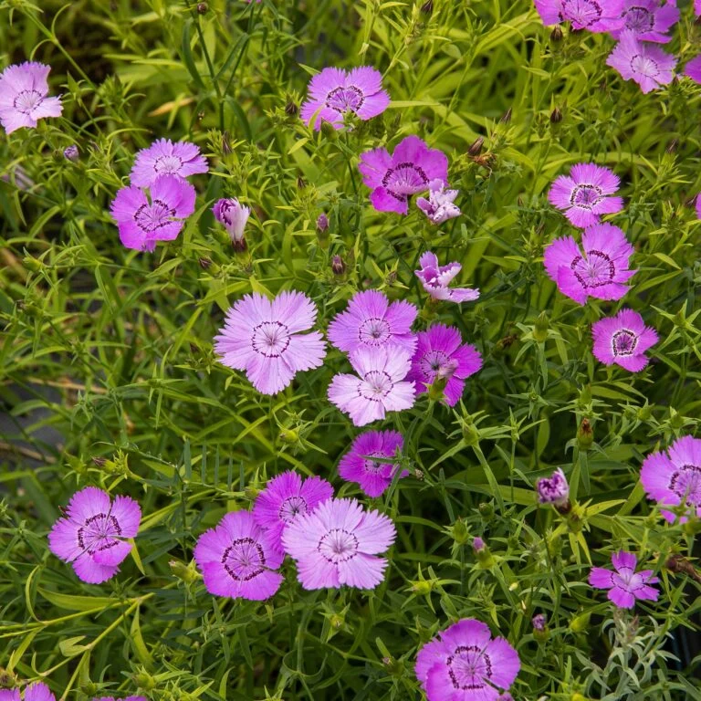 Œillet ‘Siberian Blues’ ( Dianthus amurensis )