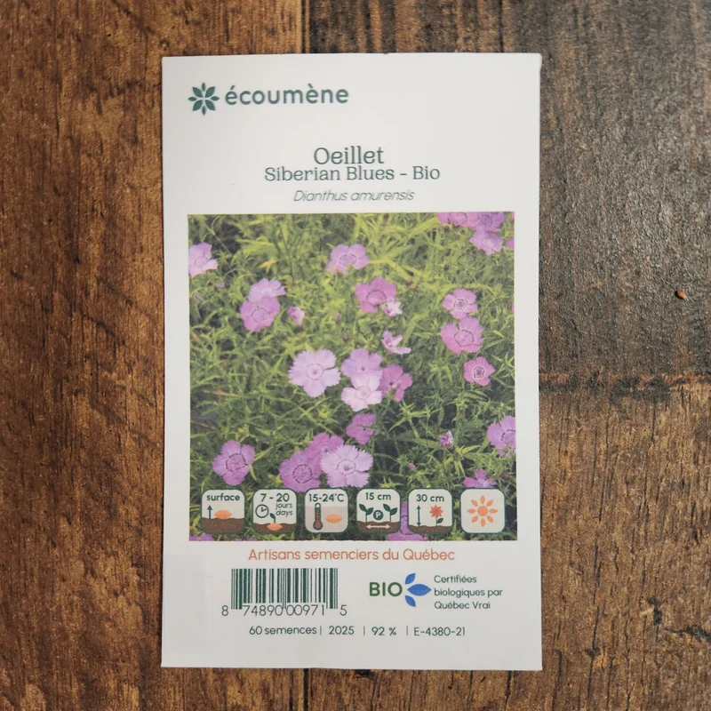 Œillet ‘Siberian Blues’ ( Dianthus amurensis )
