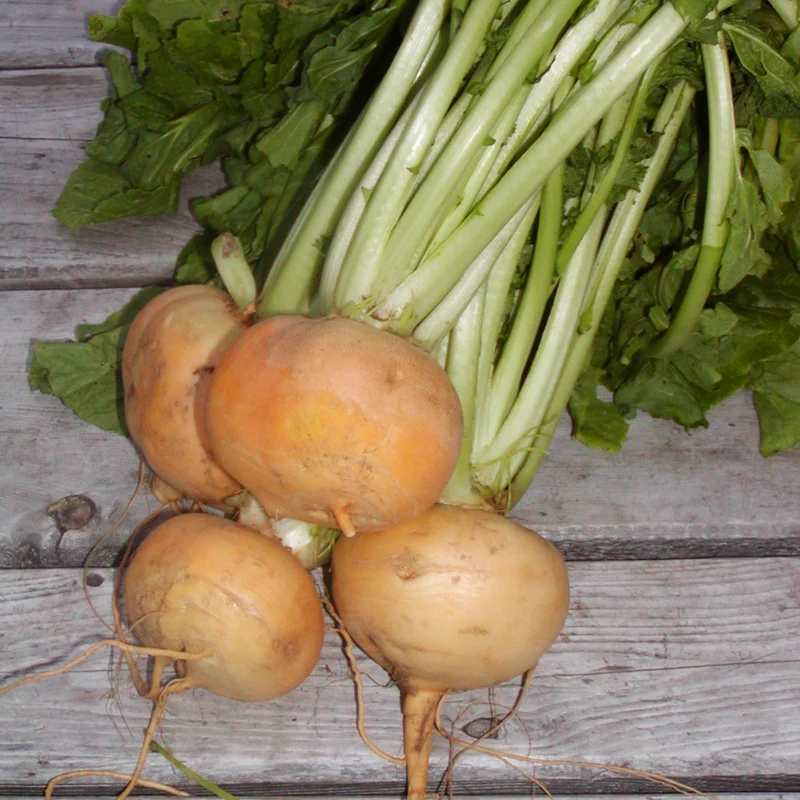 Navet ‘Petrowski’ ( Brassica rapa )