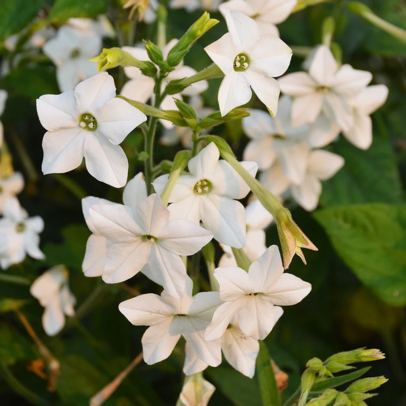 Nicotine Jasmin bio