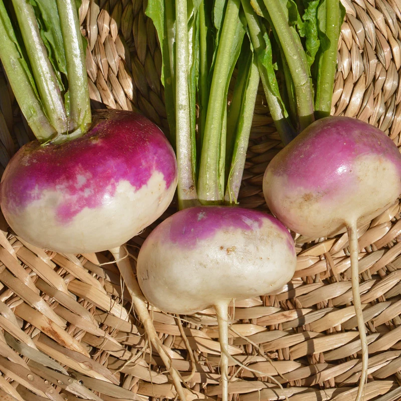 Navet Blanc à Collet Violet ( Brassica rapa )