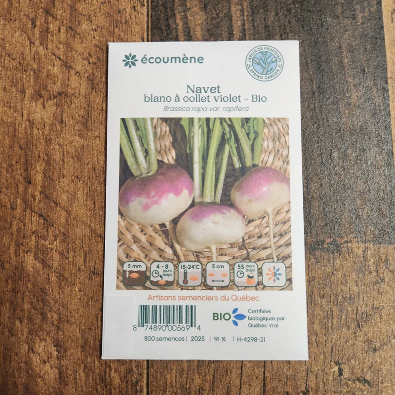 Navet Blanc à Collet Violet ( Brassica rapa )