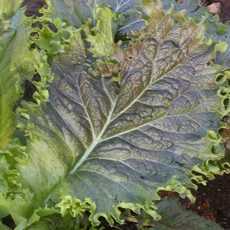 Moutarde ‘Great Wave Miike’ ( Brassica juncea )