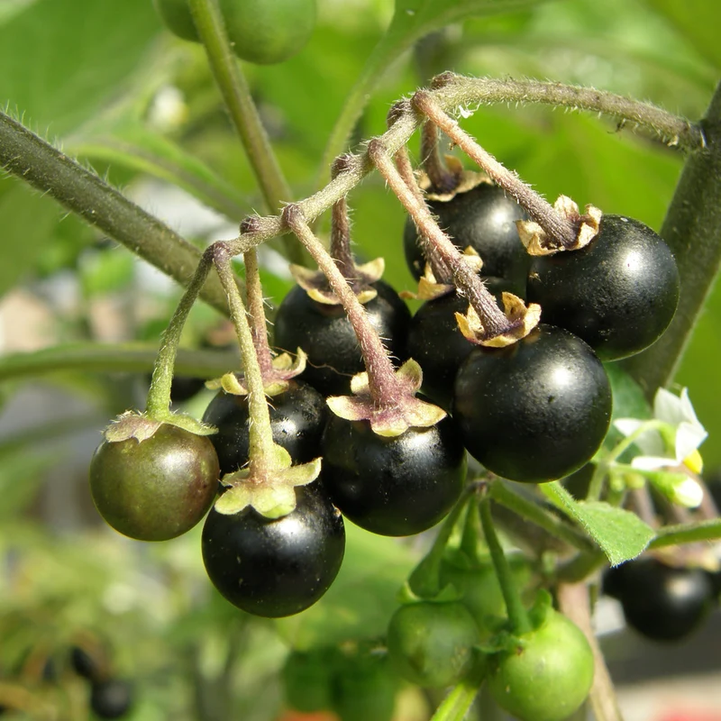Morelle Sunberry ( Solanum retroflexum )