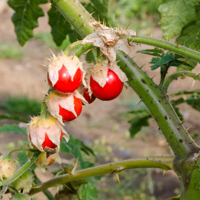 Morelle de Balbis ( Solanum sisymbriifolium )