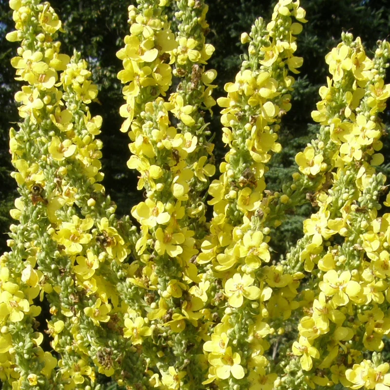 Molène d’Olympe ( Verbascum olympicum )
