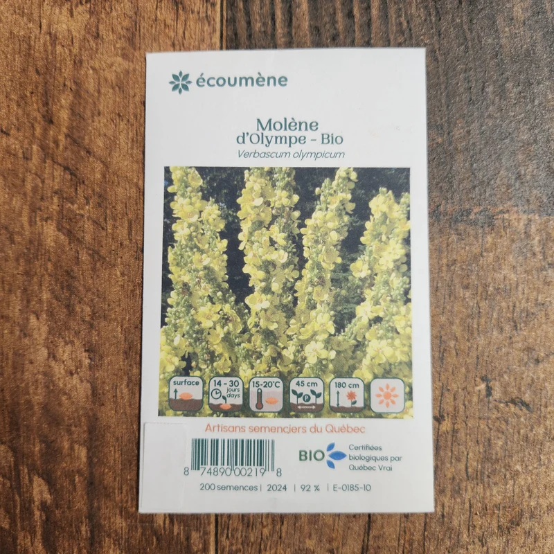 Molène d’Olympe ( Verbascum olympicum )