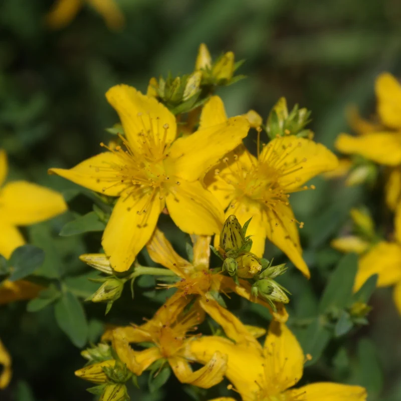 Millepertuis Commun ( Hypericum perforatum )