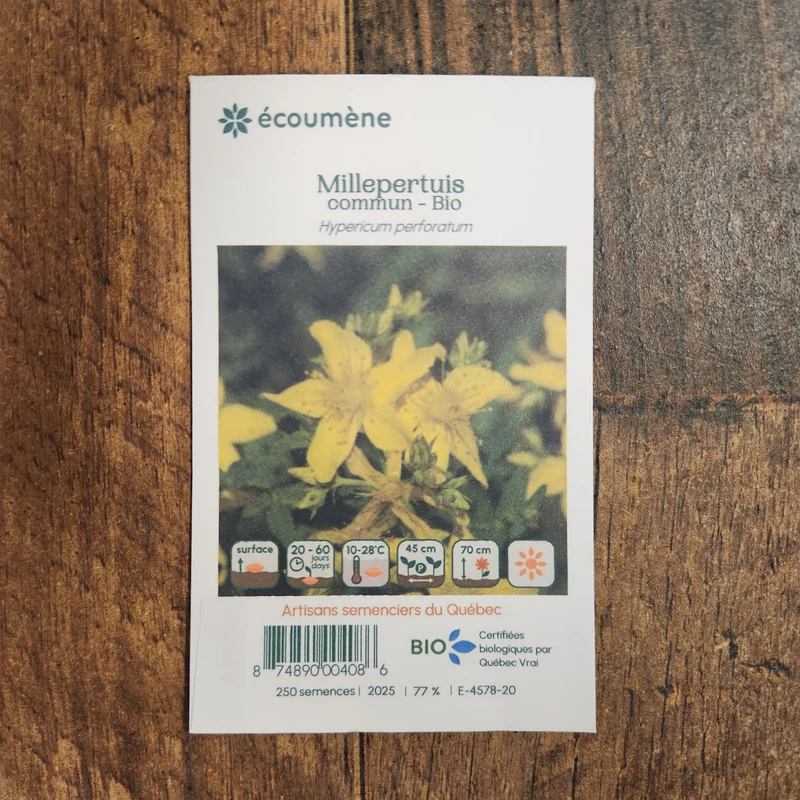 Millepertuis Commun ( Hypericum perforatum )