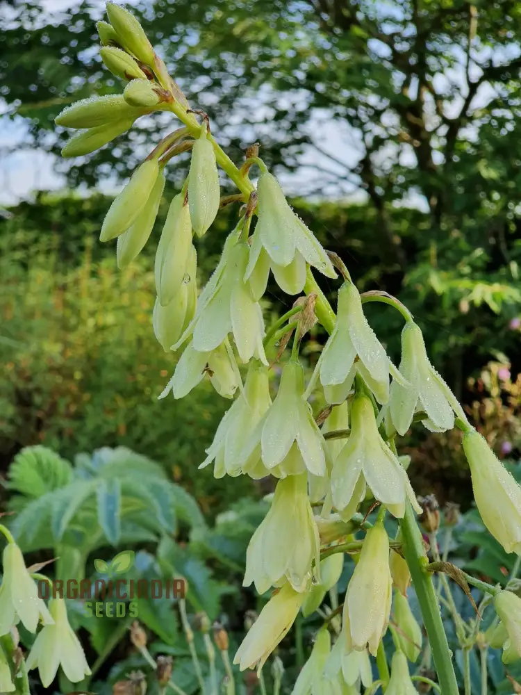 Galtonia Princeps Seeds for Planting - Premium Quality Seeds for a Stunning Garden Display