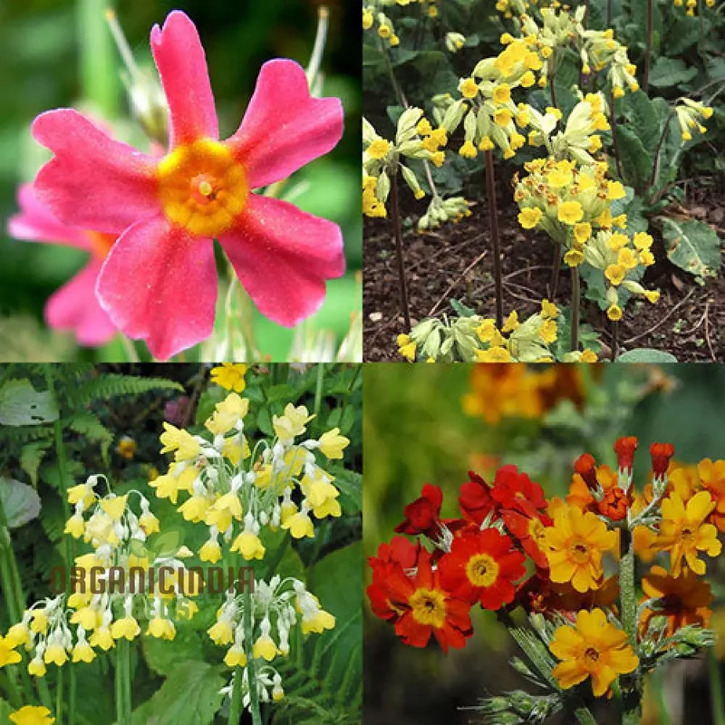 Primula Halleri Red Flower Seeds For Planting, Bold Red Blooms for Your Garden