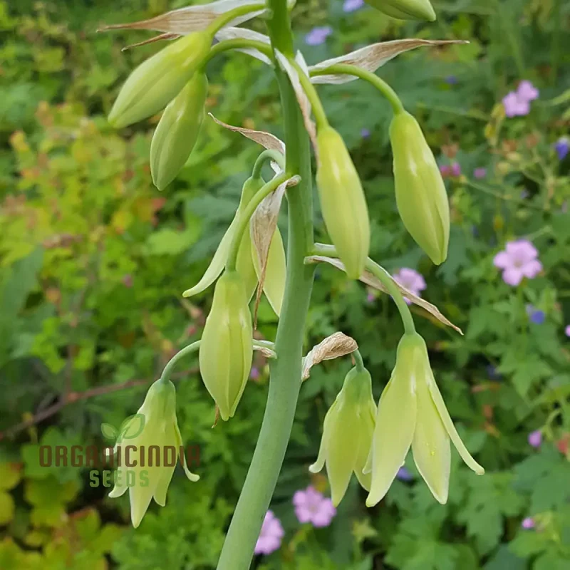 Galtonia Viridiflora Seeds for Planting - Premium Quality Seeds for a Lush Garden