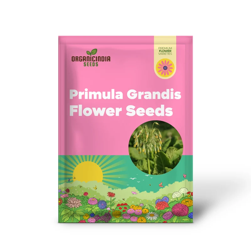 Primula Grandis Flower Seeds For Planting, Growing Majestic Beauty in Your Garden