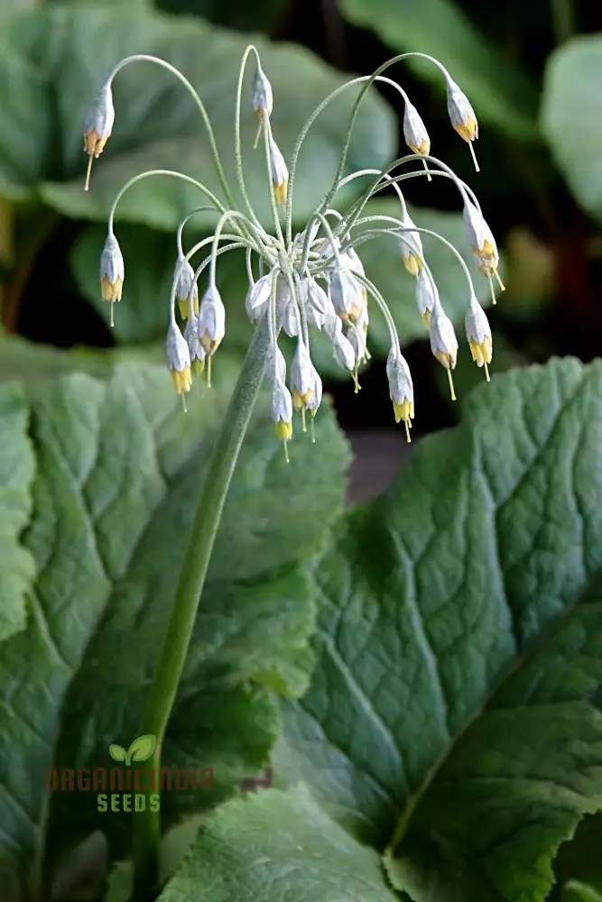 Primula Grandis Flower Seeds For Planting, Growing Majestic Beauty in Your Garden