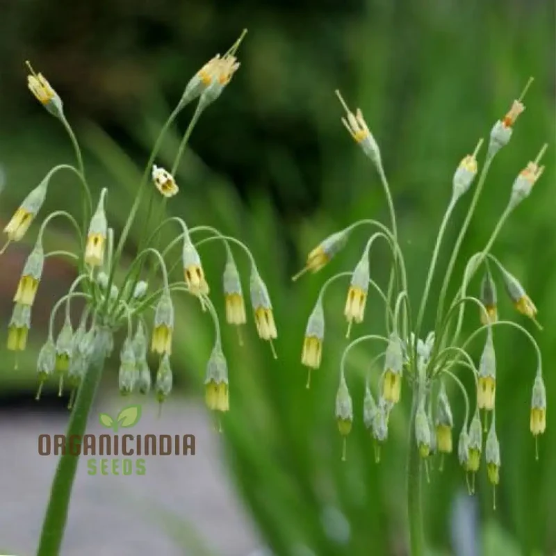 Primula Grandis Flower Seeds For Planting, Growing Majestic Beauty in Your Garden