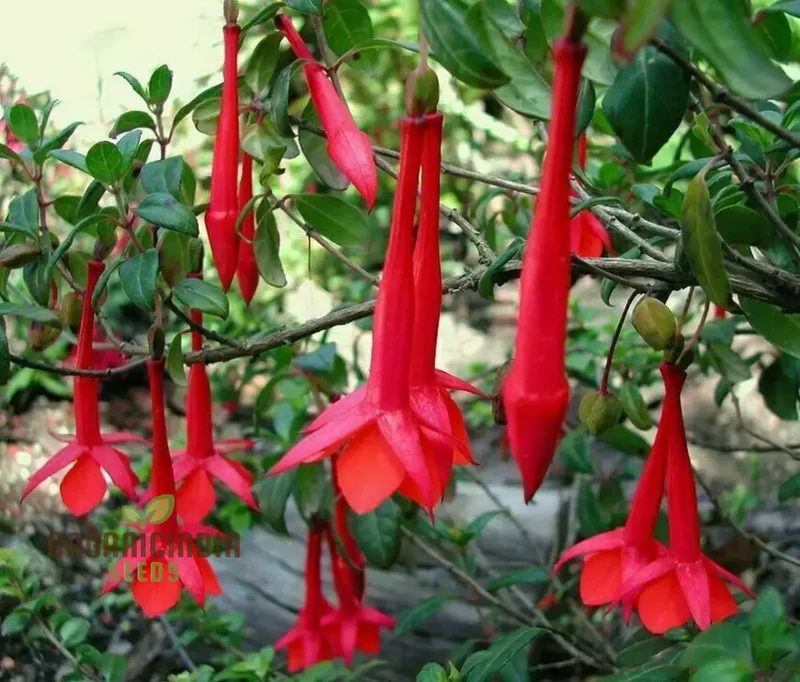 Fuchsia Vulcanica Seeds - Exquisite Flowers for Planting, Rare Varietal for Your Garden