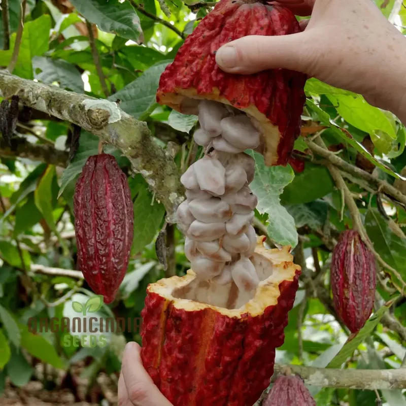 Cocoa Fruit Seeds for Gardening Enthusiasts - Premium Quality Seeds