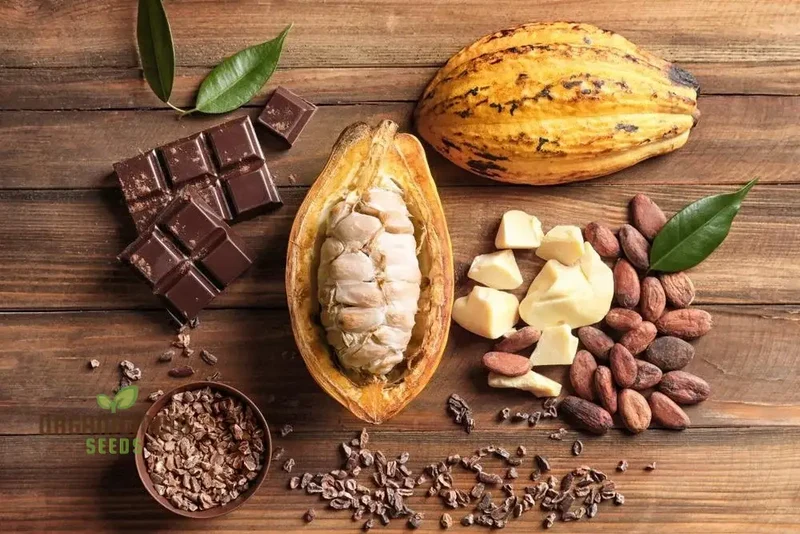 Cocoa Fruit Seeds for Gardening Enthusiasts - Premium Quality Seeds