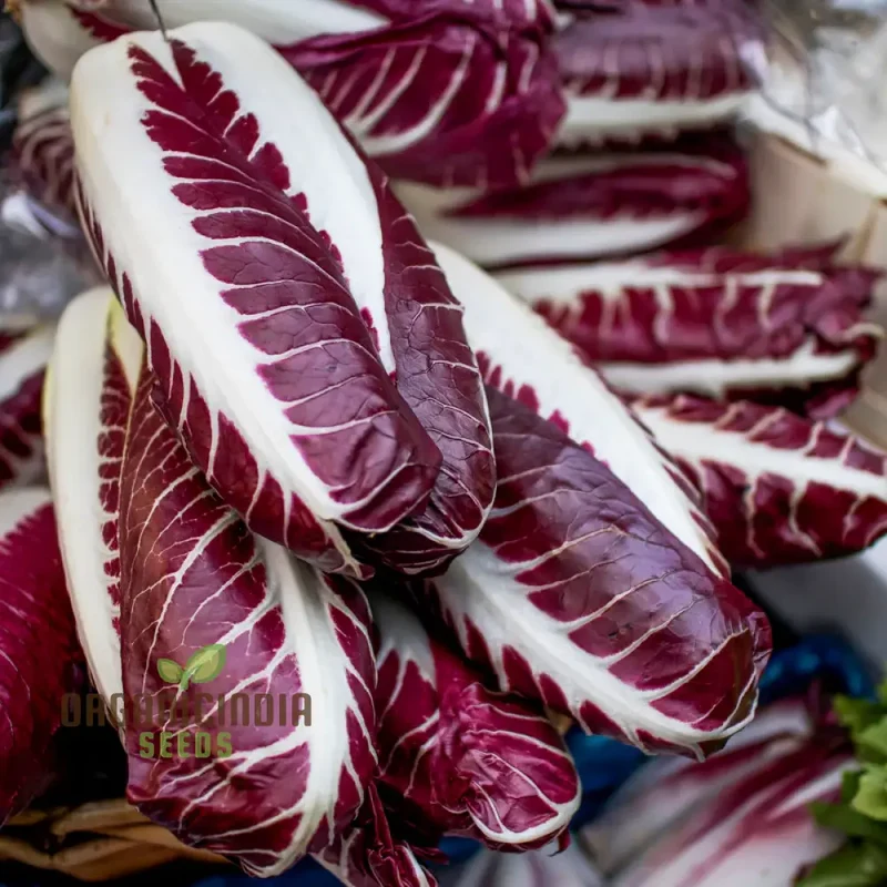 CHICORY ROSSA DI TREVISO Seeds for Planting Premium Quality Seeds for Your Garden