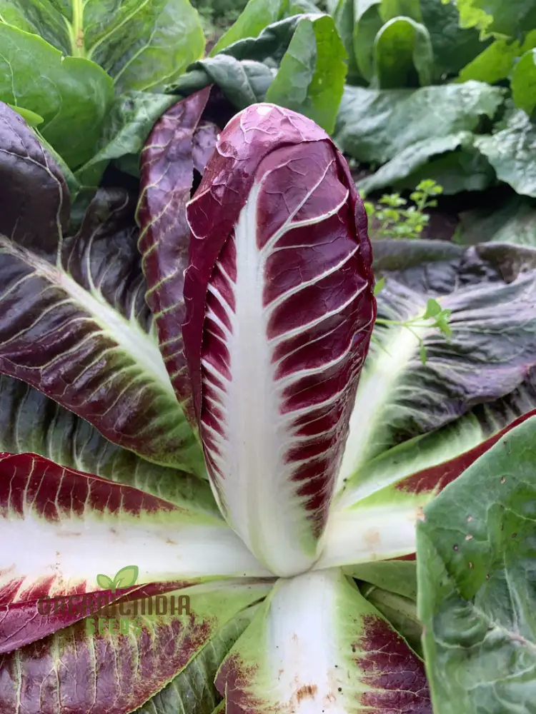 CHICORY ROSSA DI TREVISO Seeds for Planting Premium Quality Seeds for Your Garden