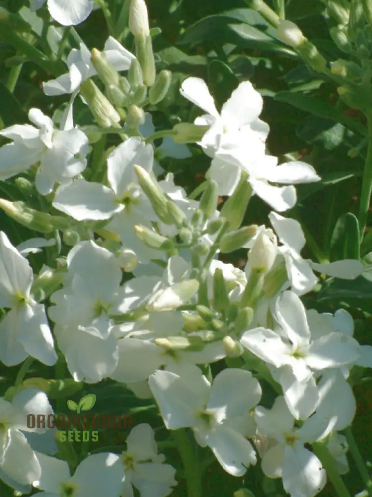 Matthiola Arborescens Alba Flower Seeds for Your Garden, Elegant White Blooms, Premium Gardening Seeds
