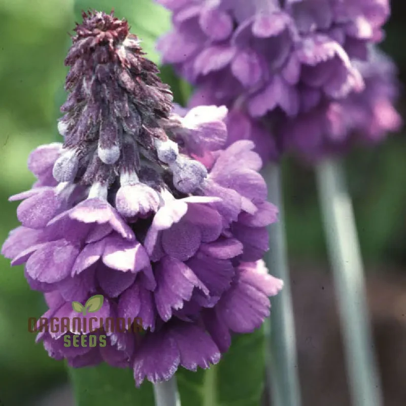 Primula Flaccida (Nutans) Flower Seeds For Planting, Graceful Blooms for Your Garden