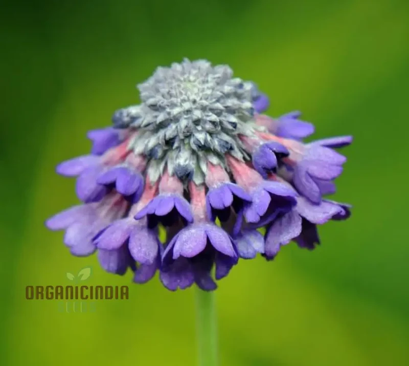 Primula Flaccida (Nutans) Flower Seeds For Planting, Graceful Blooms for Your Garden
