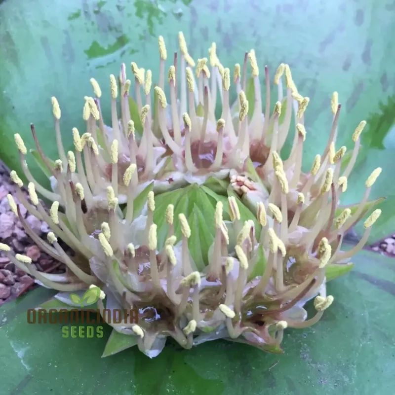 Massonia Depressa Flower Seeds for Planting, Rare Beauty Exotic Your Gardening