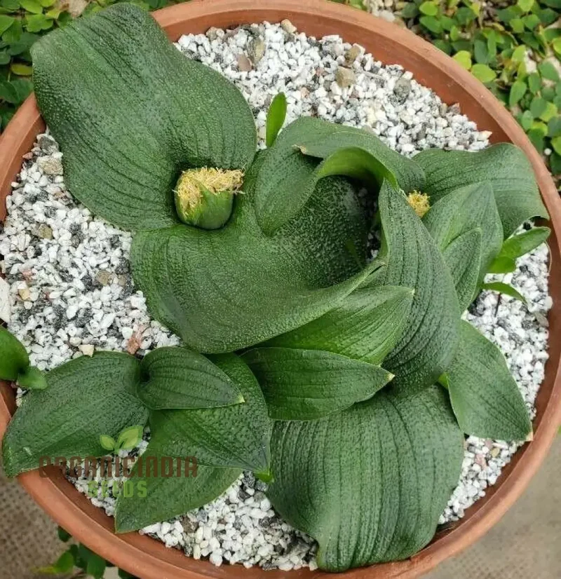 Massonia Depressa Flower Seeds for Planting, Rare Beauty Exotic Your Gardening