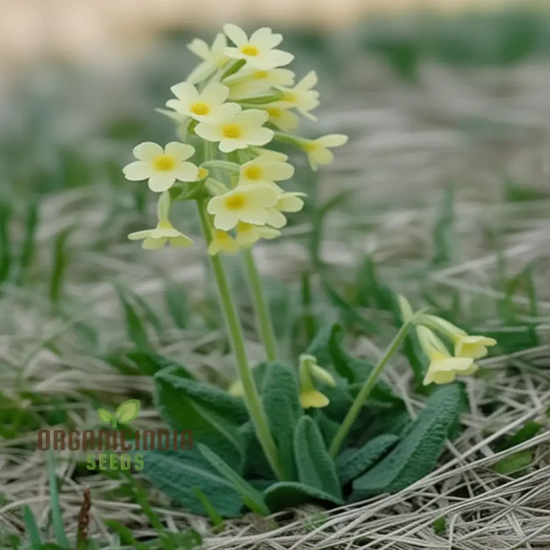 Primula Elatior Flower Seeds For Planting, Elevating Elegance in Your Garden