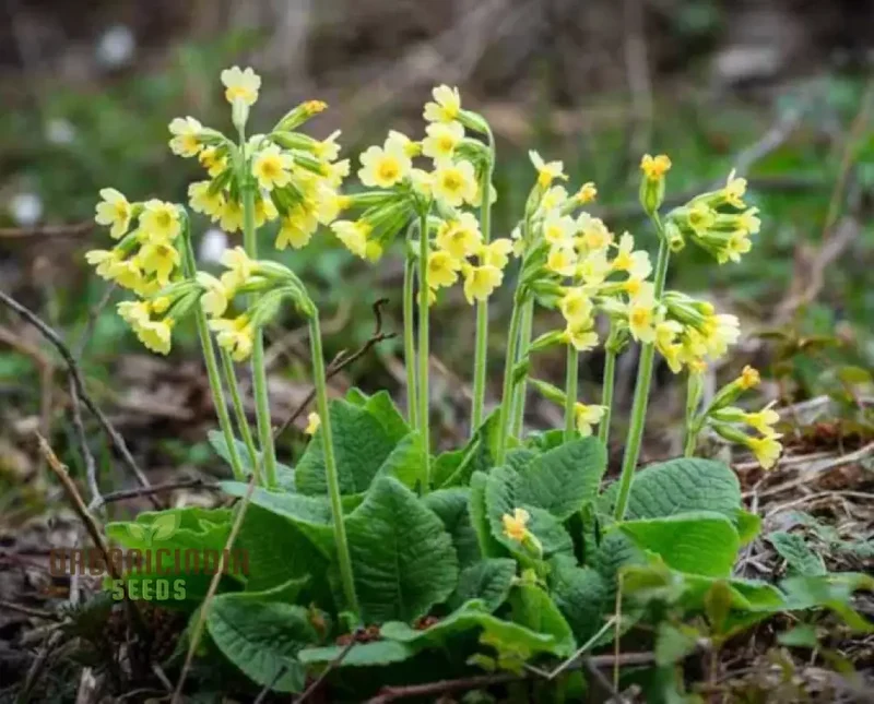 Primula Elatior Flower Seeds For Planting, Elevating Elegance in Your Garden