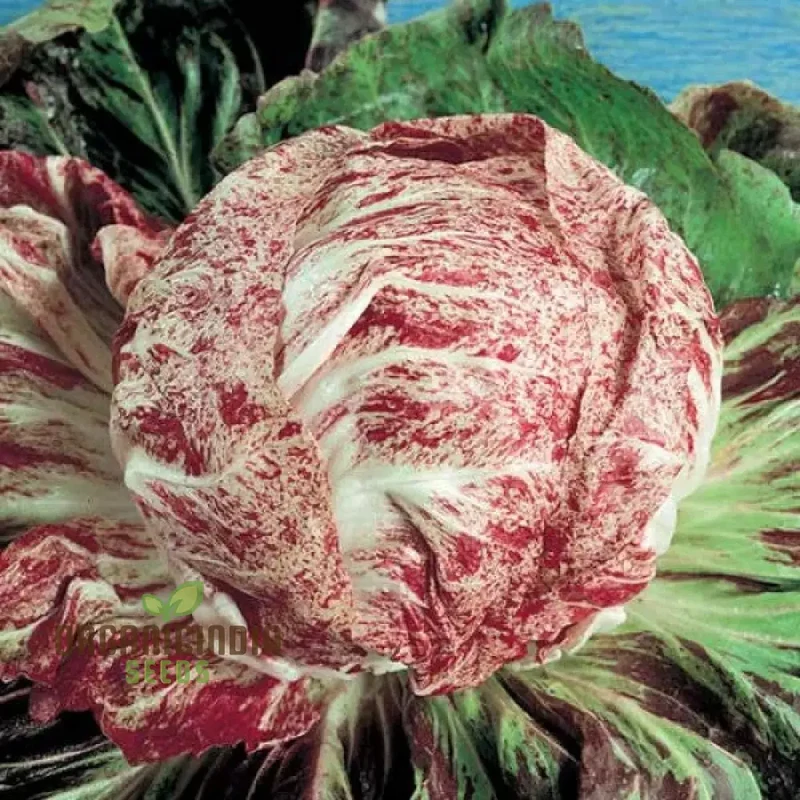 CHICORY CICORIA DE CHIOGGIA Seeds for Gardening - Premium Quality Heirloom Variety
